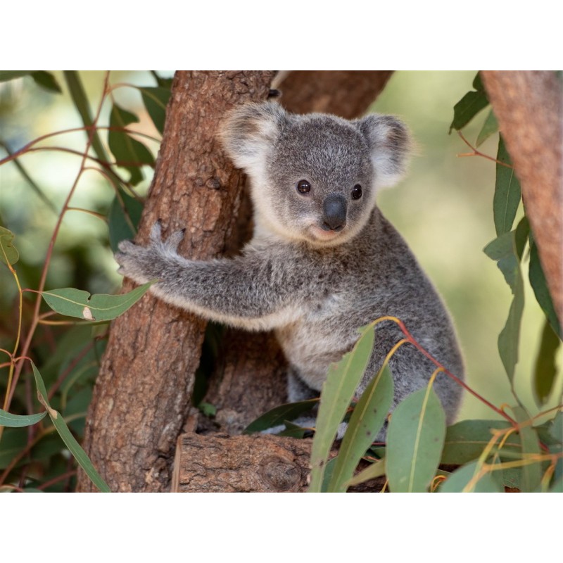 KOALA EUGY