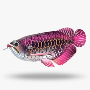 AROWANA ASIÁTICA EUGY