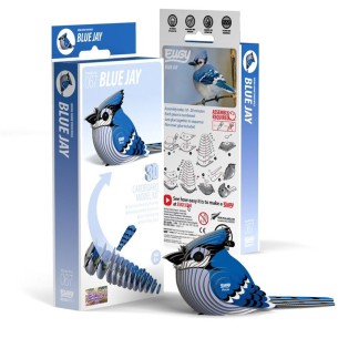 ARRENDAJO AZUL EUGY 2
